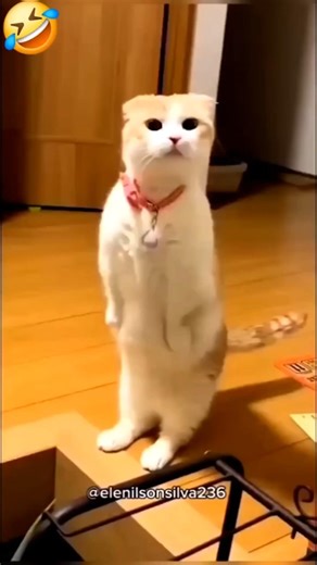 Cat… I’m Never Calling Again! 😹🐱📞😂 #cat #catvideos #funny #youtubeshorts #shorts #comedy