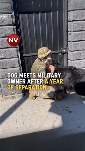 After a year apart, a soldier reunites with his dog — and the emotional moment, shared by his wife, shows the pup leaping into his arms with pure happiness. 🎥 Watch more in the NV video below | The New Voice of Ukraine