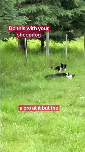 Well trained sheepdogs! #sheepdog #farming #stockdog