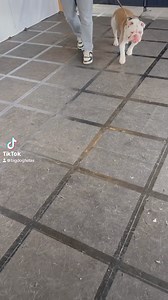 Reactive English Bull Dog. #englishbulldog #britishbulldog #mastiff #reactivedog #aggressivedog #dogtraining #DogTrainer #dog #dogs | Big Dog Fellas