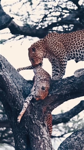 Leopard Attack Cheetah By info fact News