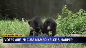 Meet Kelce and Harper: Philly Zoo's new sloth bear cubs