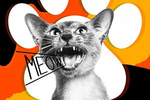 My Deaf Cat Screams All Night, and I Can’t Take It Anymore