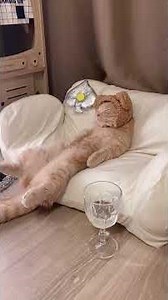 Sleepy Cat Poses 🐱💤