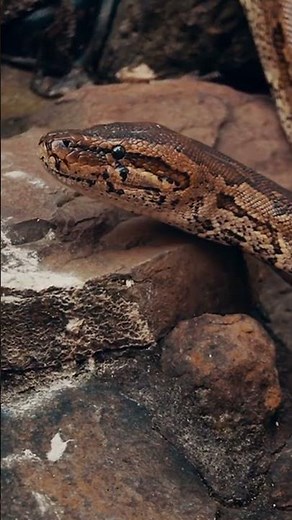 Why Australia Is Venomous