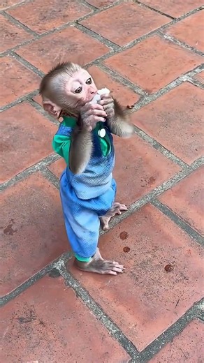 Baby monkey video! Bibi baby is Smart and cute! #bibi #lala #monkybibi