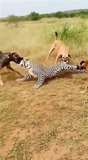 الكلاب ضنوه حقيقي 🐆 😱 #cat #animalworld #animals #leopard #cute #lion #funny #اعتني #puppy #المراه