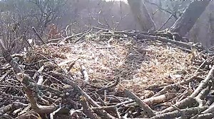 Livestream available of Bald Eagles nesting in York County