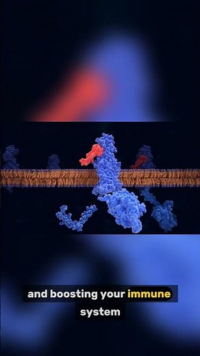 Deep Sleep Explained: Why NREM 3 Is the Key to Physical Recovery