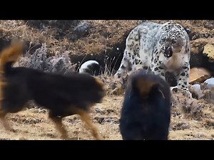Snow Leopard Nature’s Most Unbelievable Hunter | Animals Documentary