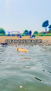 9.5K views · 806 reactions | Dive into a world of fluffy tails and heart-melting moments with our star, Maxine! From her playful zoomies to naptime dreams, witness why this Corgi is taking over hearts worldwide. ❤️ Do you have a favorite Maxine moment? Share below! ✨ | Maxine the Fluffy Corgi | Facebook