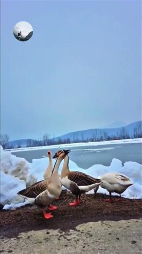🦢 Cygnus olor – The Elegant Mute Swan in the Wild