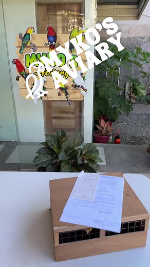 17K views · 286 reactions | Additional birds @ Myko’ Aviary … The white-bellied parrot (Pionites leucogaster) | Myko's Aviary | Facebook