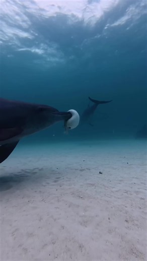 Naughty Dolphins 🐬😏 #wonderfulocean #fyp | dolphins