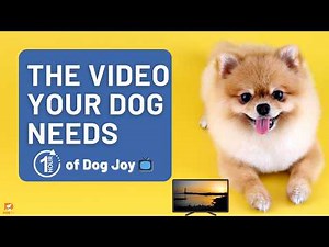 What Happens When You Let Your Dog Watch Dog TV for an Hour? 😍🐾