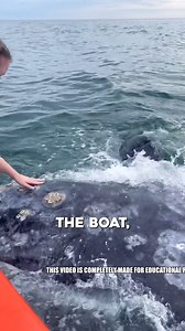 A Kiss for the Blue Giant During a breathtaking boat trip, a woman shared an unforgettable moment — leaning in to kiss a friendly blue whale that surfaced beside her. A beautiful reminder of harmony between humans and nature. 🌊💙 #BlueWhaleEncounter #OceanMagic #WildlifeWonder #NatureConnection | Featheredsoul