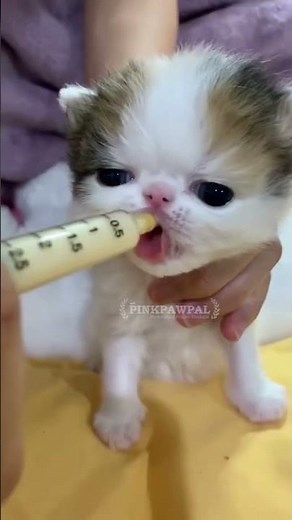 Best shampoo for cats!! #pinkpawpal
