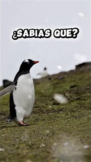 DATOS INCREÍBLES de los PINGÜINOS