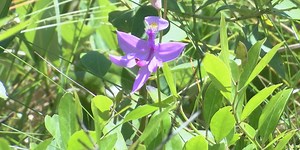 Green Swamp Nature Preserve recovering, thriving one year after Pulp Road wildfire