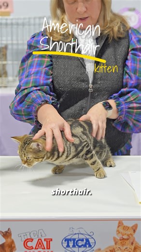 The story of the American Shorthair begins with working cats who traveled with early settlers to North America. These strong, reliable cats protected food supplies on long sea journeys and later on farms and in homes across the new land. They weren’t bred for looks at first — they were valued for their strength, hunting skills, and steady temperament. Over time, people began to notice not only how useful they were, but how beautiful and balanced they looked. With their sturdy bodies, round faces