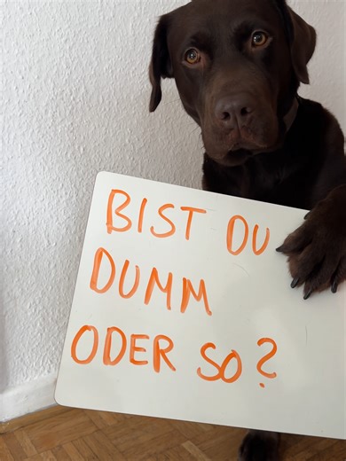 Tierschutz an Silvester: Die Folgen von Feuerwerk