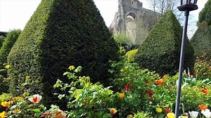 The flowers are out in force at Malmesbury Abbey Gardens thanks to some lovely spring weather 🌹🌷 | BBC Wiltshire