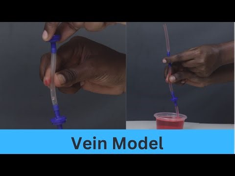 Vein Model | TAC Video | ThinkTac