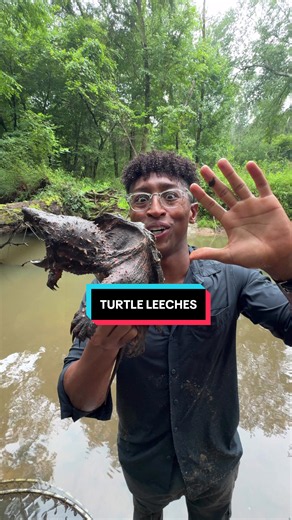 Turtle leeches are wild 😖 #wildlife #nature #conservation #fypシ #turtle