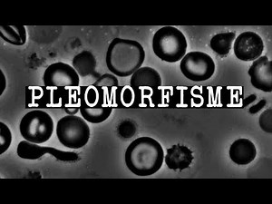 Hva er Pleomorfism? Pleomorfisme i Vårt Eget blod!