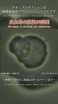 赤血球の脱核の瞬間 The moment of red blood cell enucleation #medical #science #医学 #理科 #生物 #血液 #細胞 #cell