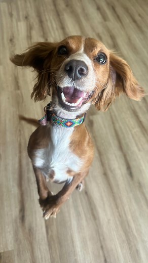 A little snippet of the dogs reactions from this weeks walks- all the dogs get super exited when i go to pick them up- as you can imagine this makes my day, everyday🤩🥰 i still have some remaining availability on Tuesdays & Thursdays🐶🐾😍 | Launa’s Leads