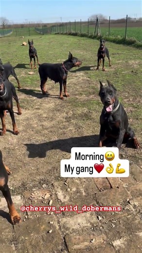 Living the Doberman Life ✨ | ©️@cherrys_wild_dobermans 🇷🇸#dobermanlife #arispedigree