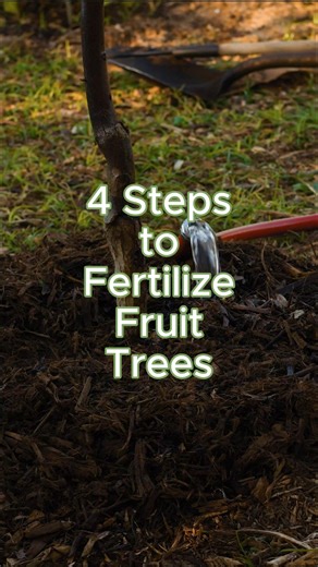 This is your reminder to prepare your trees for the hot summer ahead. Feed your trees with worm castings & compost, then top with a thick layer of wood chips and give them a deep drink. Your trees will thank you! #compost #wormcastings #growyourownfood #fruittrees #hotsummergardentip #fertilize #growyourownfood #howtogrowyourownfood #growinginthegarden #gardeningtips #growyourownfood #organicgarden #desertgarden #arizonagarden | Growing in the Garden