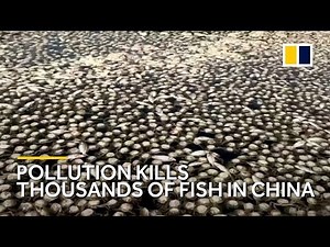 Thousands of fish killed by water pollution in Chinese lake