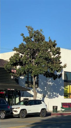 Ornithology | Red-crowned Amazon Parrot (Amazona viridigenalis)