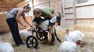 Ever wonder what goes into caring for rescued farm animals? Farm Sanctuary Shelter Manager Jill Tedeschi talks about the highs and lows that go along with addressing the health care needs of our residents. Meet Jill and learn more about her work on behalf of farm animals: bit.ly/meet-jill Earlier, National Shelter Director Susie Coston hosted a live video on health care from our onsite Melrose Small Animal Hospital. In case you missed it, you can catch the replay here: http://bit.ly/2aIsb4Z | Fa