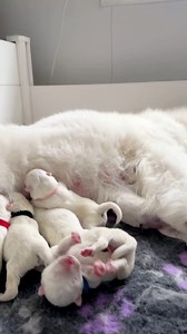 There’s always that one friend who’s just not built for mornings 🤣 | Poppet and the Wolf Pack