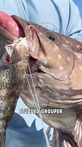 5.2K views · 159 reactions | Our revolutionary, award-winning, patented lens tech enhances color and contrast up to 30% more than the naked eye, and at least 15% more than other brands. | SPY | Facebook