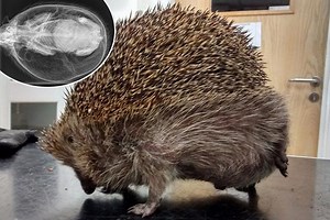 Hedgehog found 'blown up like a beach ball' with severe case of balloon syndrome