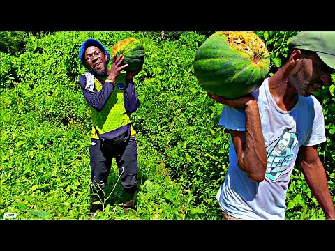 LIFE AS A FARMER LIVING IN JAMAICA!!!! HARVESTING PUMPKINS (Pt 717)
