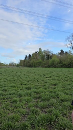 Wolf Howls in the Wild