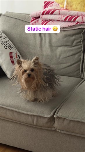 Static hair after jumping and playing like a maniac on the sofa #yorkie #yorkiesoftiktok #dogsoftiktok #cutedog #fyp