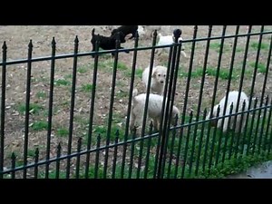 Standard Poodle Puppies at Play