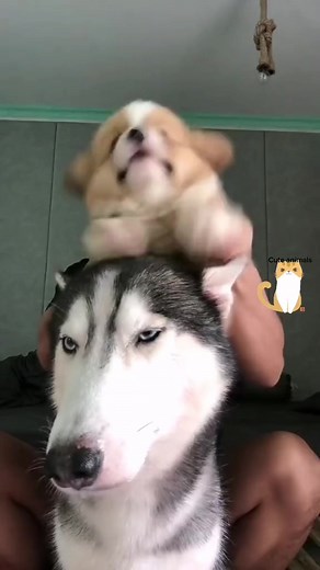 #pet #funnyreels #funnypets #animallover #fun | funny-pets