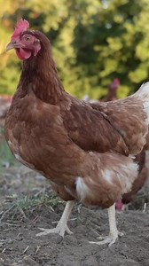 164K views · 765 reactions | Chicken at the library | Quick Line Comedy | Facebook