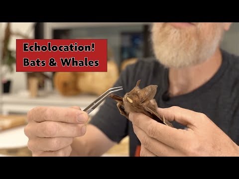 How Mammals Use Echolocation