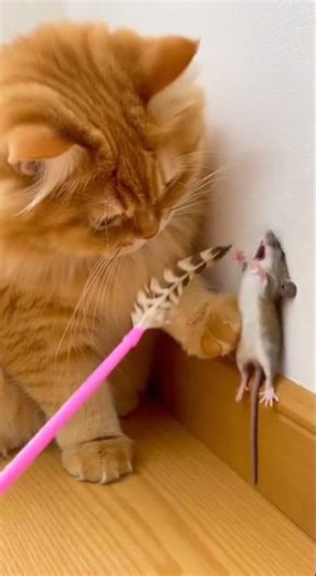 Gentle Giant Meets Dramatic Mouse