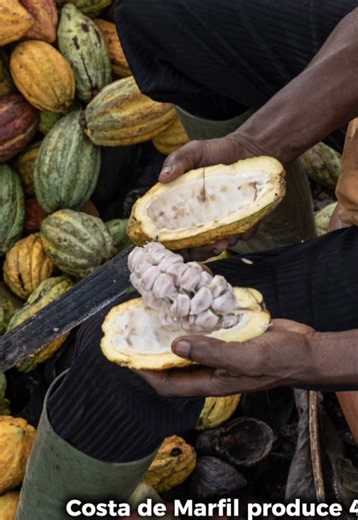 Duelo del cacao: ¿Ecuador o Costa de Marfil quién gana?