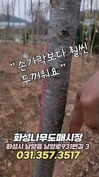 #벚나무#벚꽃#왕벚나무#벚꽃놀이#봄꽃축제#겹벚나무#분홍벚나무#능수벚나무#수양벚나무#관상수#가로수#조경수#정원수#낙엽수#관목#나무묘목#나무시장#경기도나무