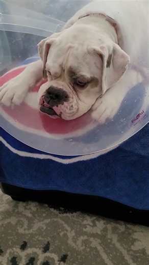 Adorable Boxer Dog in the Cone of Shame